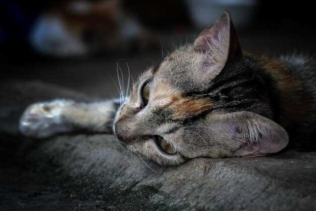 Котенок во сне: значение и толкование в соннике