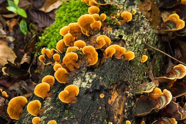 Шаманские галюциногенные грибы